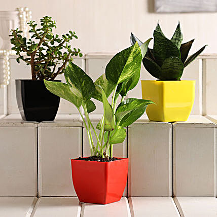 Online Plant Combo:Buy Indoor Plants