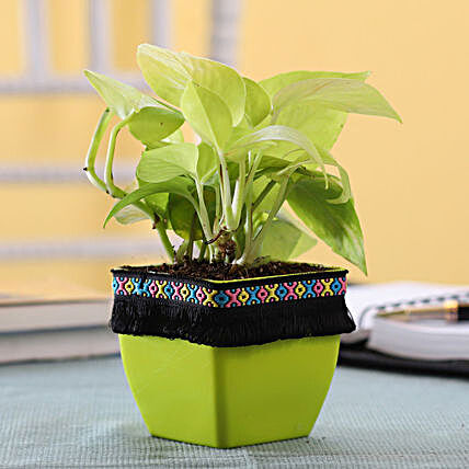 Plant with Cute Planter Online