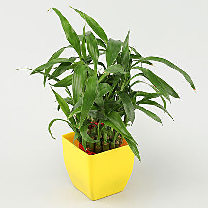 2 layer bamboo with yellow pot