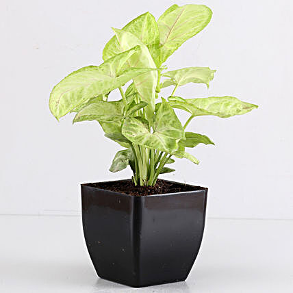 Air Purifying Syngonium Plant In Black Pot:Buy Indoor Plants