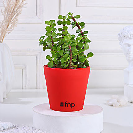 Jade Plant in Red Pot
