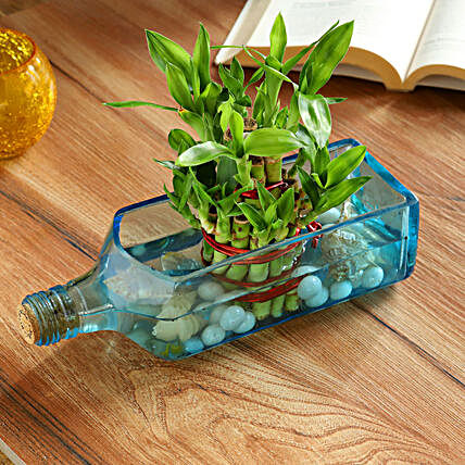 Lucky Bamboo Bombay Sapphire Bottle Planter Hand Delivery:Lucky Bamboo Plants