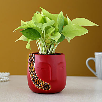 Money Plant Red and Tiger Eye Stones Face Pot