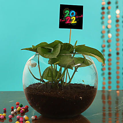 Money Plant With New Year Tag:Send Gifts to Bhilwara