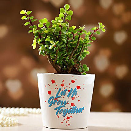 Jade Plant Let Us Grow Together Vase