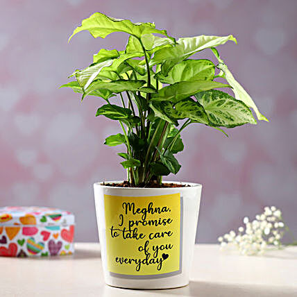 Syngonium Plant Personalised Conical Vase:Send Plants for Valentines Day