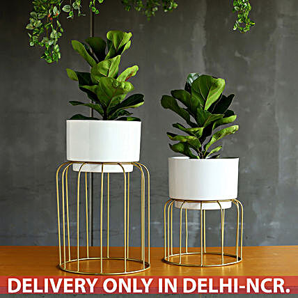 Fiddle Leaf Plant Combo With Iron Stands