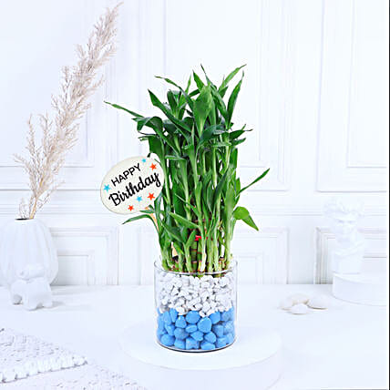 Birthday plants discount