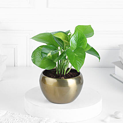 Money Plant In Rustic Brass Pot