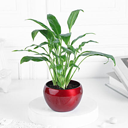 Peace Lily Plant In Bold Red Pot-picture-40