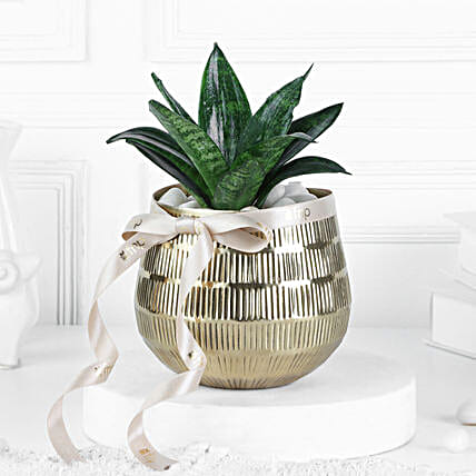 Sansevieria Plant In Blingy Gold Pot-picture-21