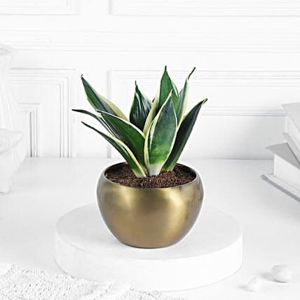 Sansevieria Plant In Rustic Brass Pot