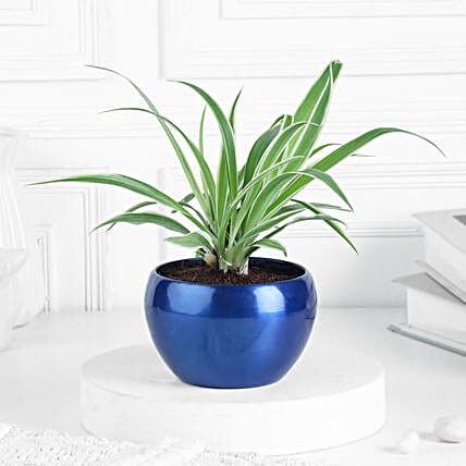 Spider Plant In Celestial Blue Pot-picture-32