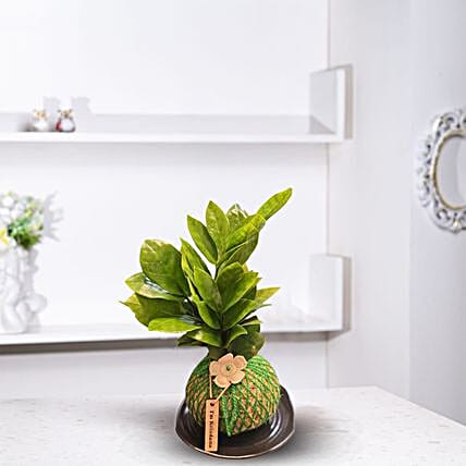Green Beauty Kokedama ZZ Plant Gift-picture-39