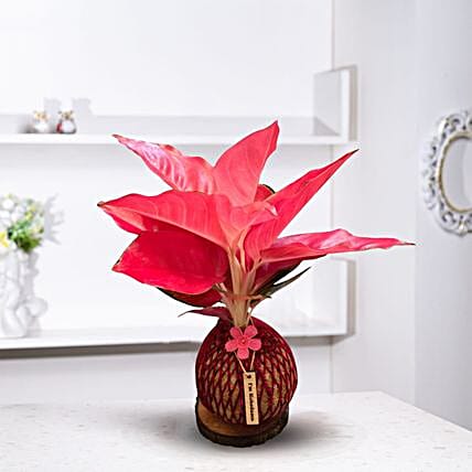 Pink Aglaonema Kokedama Style Plant-picture-20