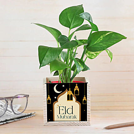 Eid Blessings Money Plant Gift-picture-37