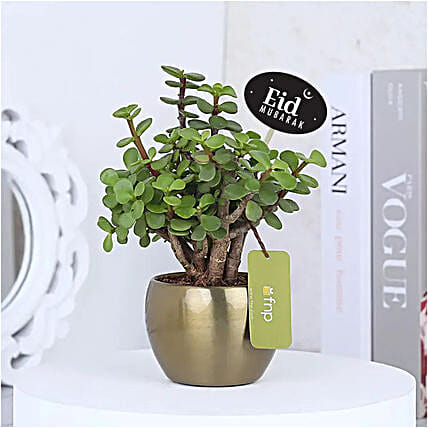 Eid Prosperity Jade Plant Gift-picture-36