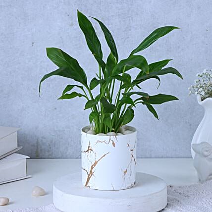 Peace Lily Plant In Blingy Marble Design Pot