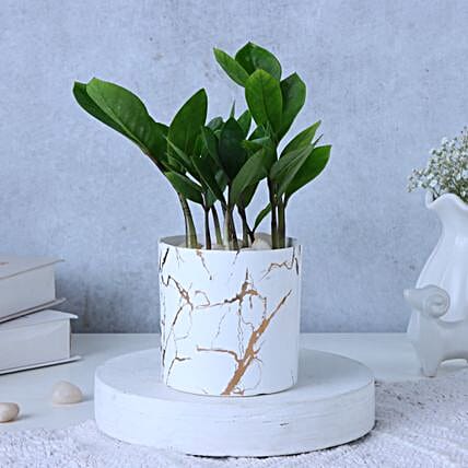 Zamia Plant In Blingy Marble Design Pot