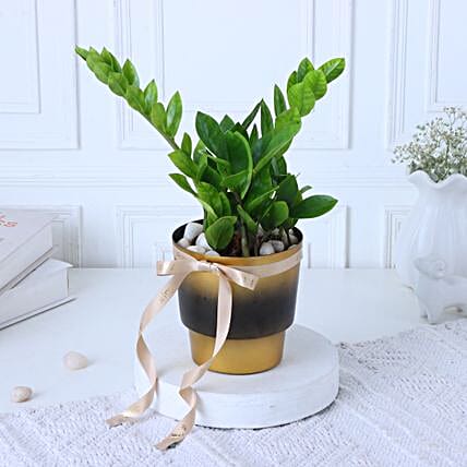 Zamia Plant In Gradiant Beauty Pot-picture-16