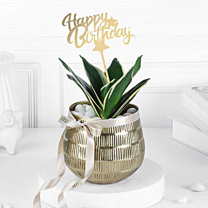 Golden Glow Sansevieria Birthday Planter