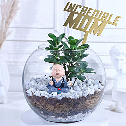 Ficus Compacta Plant Vase For Incredible Mom-picture-33