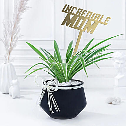 Incredible Mom Spider Plant Pot-picture-43
