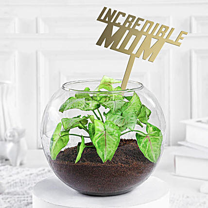 Syngonium Plant Vase For Incredible Mom-picture-44