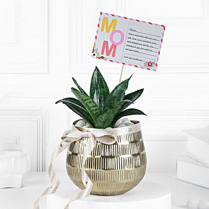 Lush Green Sansevieria for Moms Day-picture-16