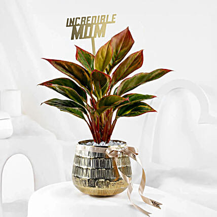 Luxe Mothers Day Red Aglaonema Plant Gift-picture-32