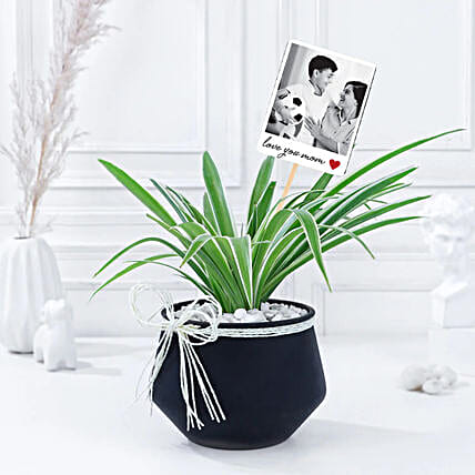 Mothers Day Chic Spider Plant-picture-34