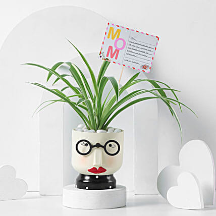 Charming Spider Plant for Mothers Day-picture-36