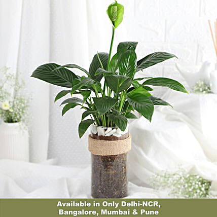 Tranquil Peace Lily Vase Gift-picture-29