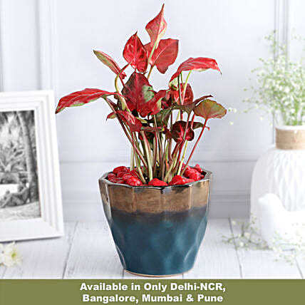 Chic Syngonium in Luxe Pot-picture-34