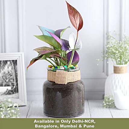 Colour Pop Money Plant Duo-picture-41