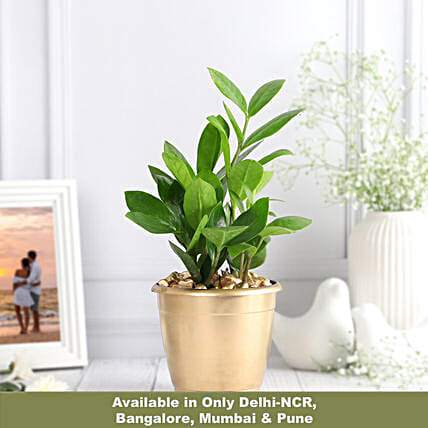Golden Charm ZZ Plant Decor-image-7