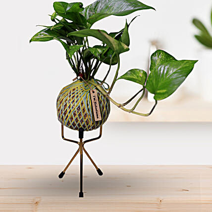 Kokedama Style Money Plant Gift-picture-10