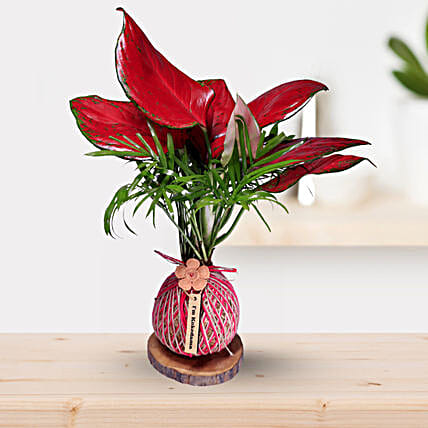 Kokedama Style Pink Aglaonema Plant Gift-picture-21