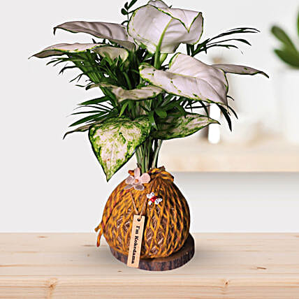 Kokedama Style White Aglaonema Plant Gift-picture-19