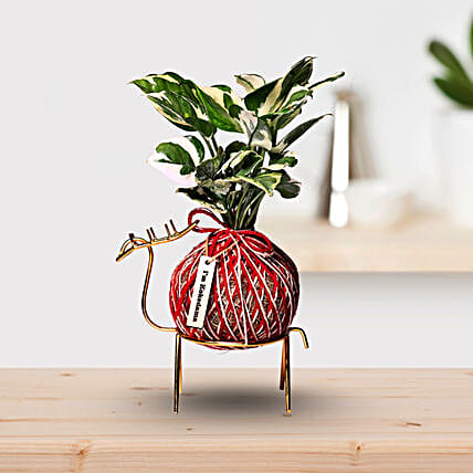 Kokedama Style Marble Money Plant Gift-picture-18