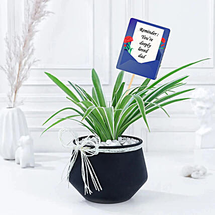Spider Plant Gift for Dad-image-1