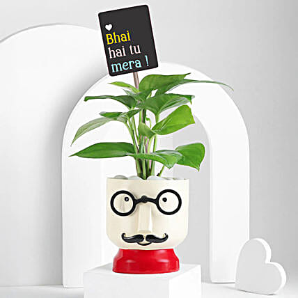 Resin Pot Money Plant Duo-image-8