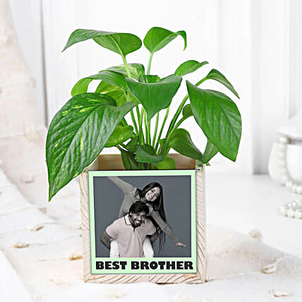 Money Plant Calm Desk Pair-picture-26