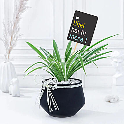 Charming Spider Plant in Black Vase-picture-27
