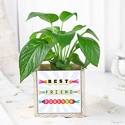 Lucky Friendship Day Plant-picture-43