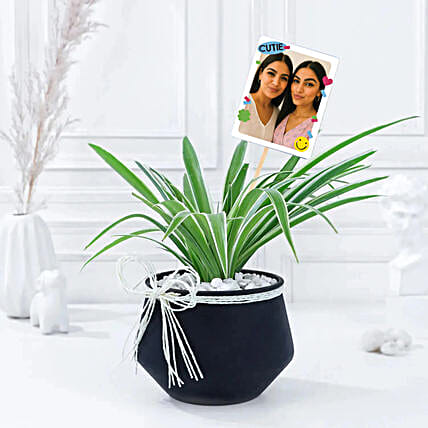 Friendship Day Green Spider Plant with Fridge Magnets-image-26