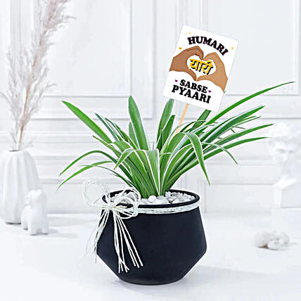 Friendship Day Greens Spider Plant Charms-picture-35