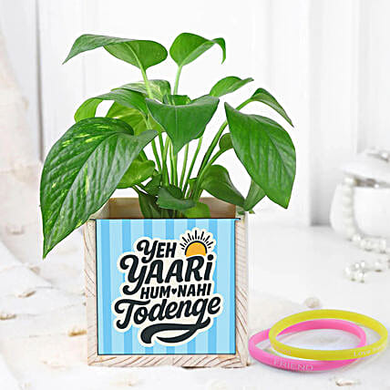 Green Money Plant N Organiser Duo for Friendship day-picture-42