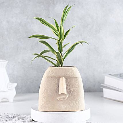 Elegance of Song of India Plant in Face Pot-picture-11