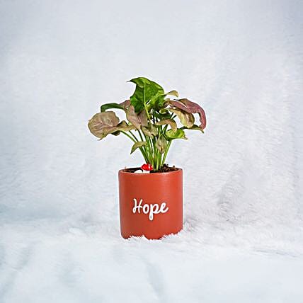 Syngonium Plant in Handcrafted Terracotta Pot